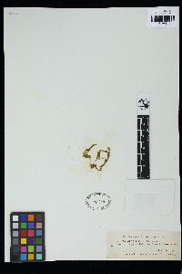 Oedogonium boscii image