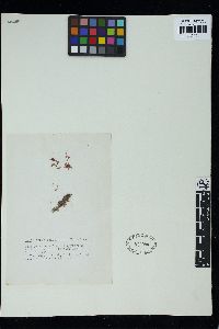 Hypoglossum tenuifolium image