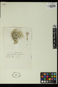 Amphiroa brasiliana image