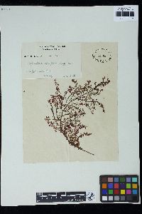 Botryocladia leptopoda image