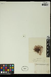 Bostrychia moritziana image