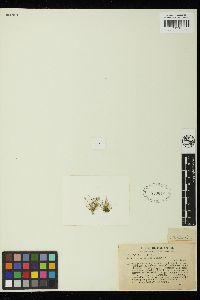 Bryopsis cespitosa image