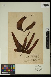 Phyllariopsis brevipes image