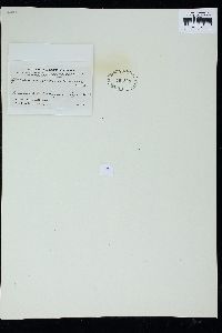 Sphacelaria novae-caledoniae image