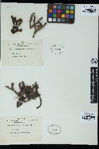 Ceratodictyon spongiosum image