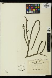 Codium cylindricum image