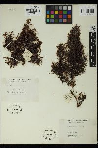 Sargassum patens image