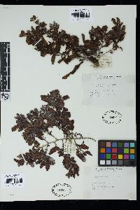 Sargassum oligocystum image