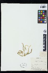 Caulerpa brownii image