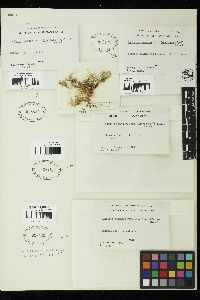 Caulerpa racemosa var. imbricata image