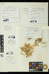 Caulerpa racemosa var. imbricata image