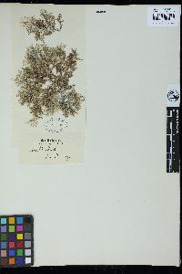 Dasyphila preissii image