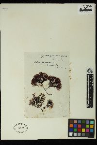 Ahnfeltiopsis furcellata image