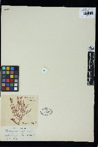Plocamium angustum image