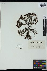 Ptilopogon botryocladus image