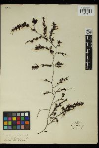 Sargassum biserrula image