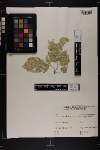 Phyllodictyon pulcherrimum image