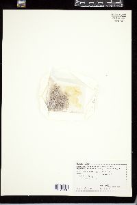 Amphiroa tribulus image