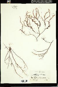 Chondracanthus serratus image