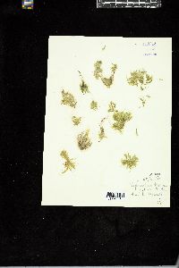 Siphonocladus tropicus image