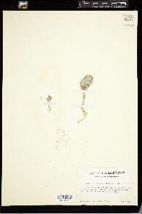 Penicillus dumetosus image