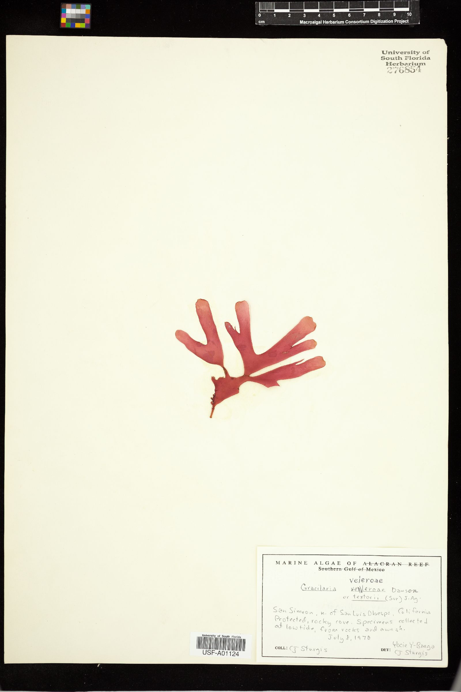 Gracilaria veleroae image