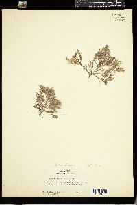 Gracilaria domingensis image