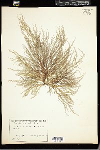 Grateloupia gibbesii image