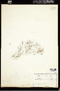 Gelidium americanum image