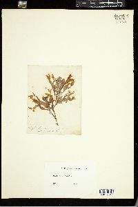 Phyllophora membranifolia image