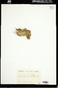Caulerpa fastigiata image