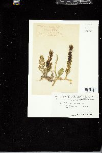 Caulerpa cactoides image