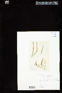 Caulerpa trifaria image
