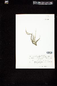 Cladophora verticillata image