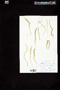 Enteromorpha intestinalis image