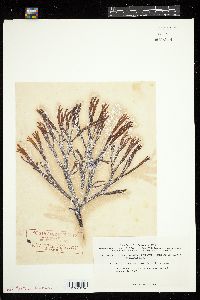 Curdiea coriacea image
