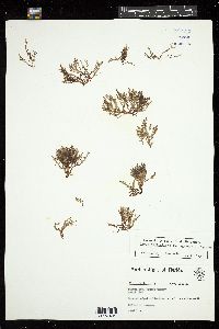 Dasya pedicellata image