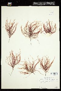 Dumontia contorta image