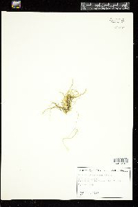 Acrochaetium flexuosum image