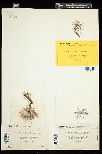 Chondria polyrhiza image