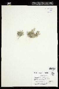 Champia parvula image
