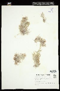 Champia parvula image