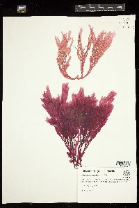 Sebdenia flabellata image