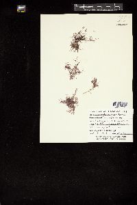 Chondria floridana image