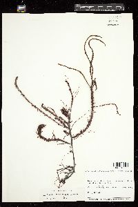Eucheuma uncinatum image
