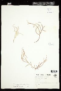 Gracilaria cylindrica image