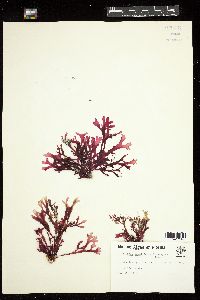 Gracilaria mammillaris image