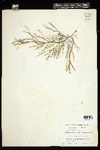 Gracilaria foliifera image