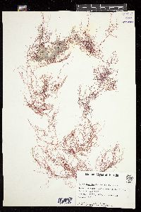 Hypnea musciformis image
