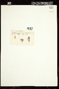 Polysiphonia macrocarpa image